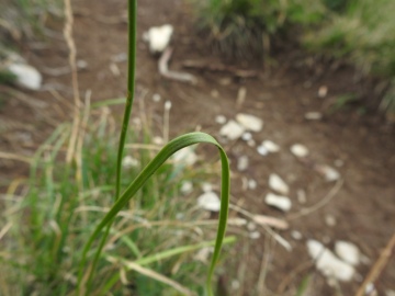 2019-08-08-cima-Trappola-Allium-ochroleucum-15