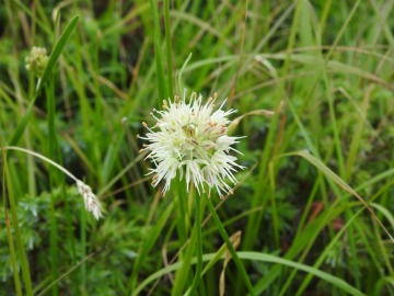 2019-08-08-cima-Trappola-Allium-ochroleucum-18