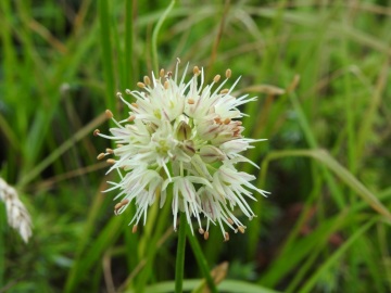 2019-08-08-cima-Trappola-Allium-ochroleucum-19