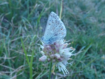 2019-08-08-cima-Trappola-Allium-ochroleucum-28