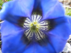 Gentiana acaulis clusii