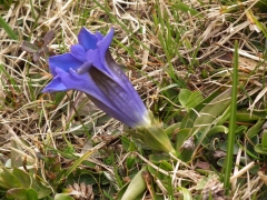 Gentiana acaulis kochiana