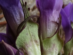 Gentiana anisodonta (Gentianella)