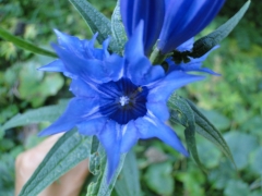 Gentiana asclepiadea