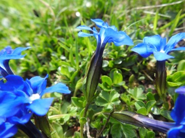 2019-07-27-Gentiana-bavarica-Grostè-12