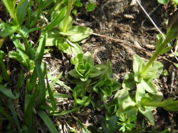2019-07-27-Gentiana-bavarica-Grostè-14