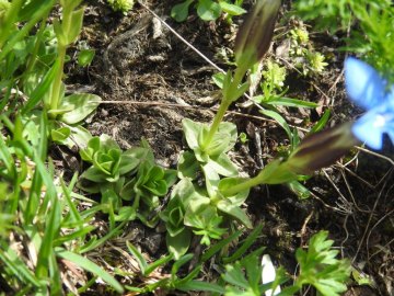 2019-07-27-Gentiana-bavarica-Grostè-15