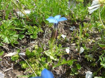 2019-07-27-Gentiana-bavarica-Grostè-16