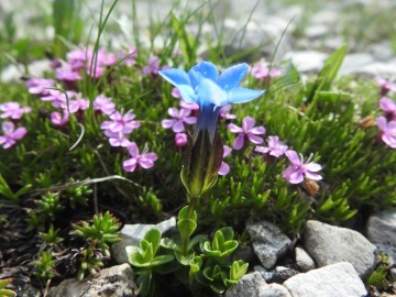 2019-07-27-Grostè-Gentiana-brentae-029