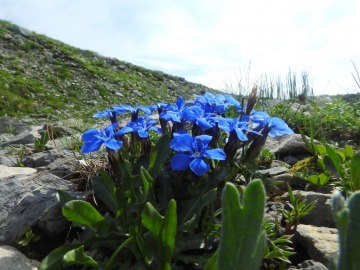 2019-07-27-Grostè-Gentiana-brentae-037