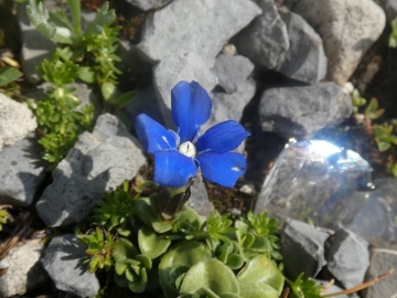 1_2019-07-27-Gentiana-brentae-12