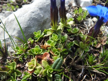 2019-07-27-Grostè-Gentiana-brentae-030