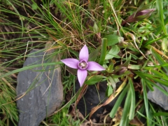 Gentiana campestris