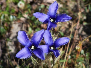 Gentiana ciliata; 9 settembre 2006; passo del Gello