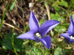 Gentiana ciliata