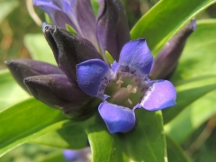 Gentiana cruciata