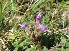 Gentiana engadinensis (Gentianella)