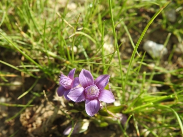 2017-07-23 Sass Pordoi fiori 006