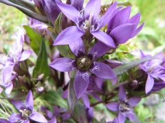 Gentiana germanica (Gentianella)