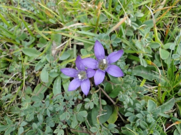 2010-08-18 Renon 042