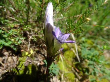 2015-08-10 fiori Corno (10)