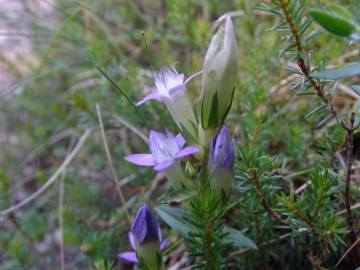 2015-08-10 fiori Corno (12)