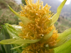 Gentiana lutea