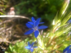 Gentiana nivalis