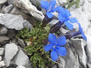 2020-07-12-val-Gelada-46