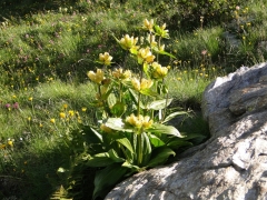 Gentiana punctata