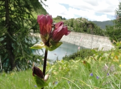 Gentiana purpurea