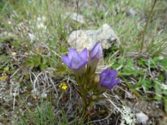 Gentiana ramosa (Gentianella)