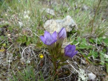 2017-08-04 valle di Peder (71)