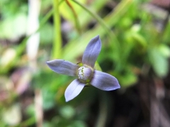 Gentiana tenella