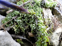 Gentiana terglouensis