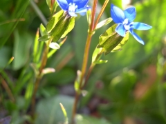 Gentiana utriculosa