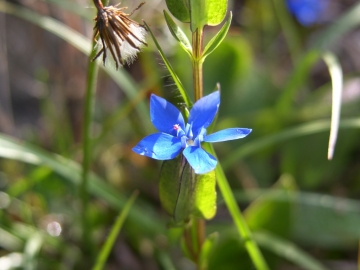 2009-07-24 cima Tombea 234