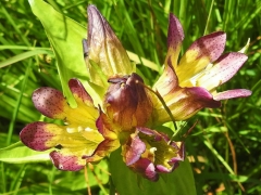 Gentiana x spuria