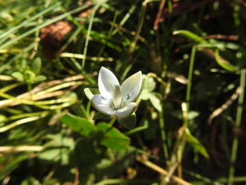 2018-08-08 Sasso Piatto Gentianella carinthiaca (11)