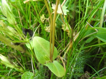 2018-08-08 Sasso Piatto Gentianella carinthiaca (16)