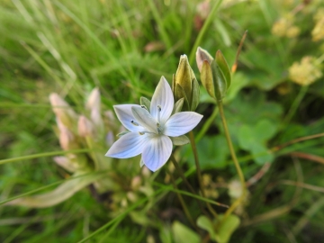 2018-08-08 Sasso Piatto Gentianella carinthiaca (20)