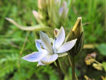 2018-08-08 Sasso Piatto Gentianella carinthiaca (23)