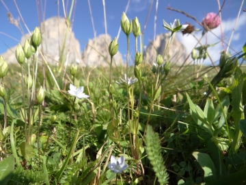 2018-08-08 Sasso Piatto Gentianella carinthiaca (42)