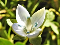 Gentianella carinthiaca