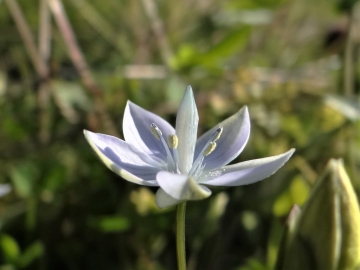 2018-08-08 Sasso Piatto Gentianella carinthiaca (47)