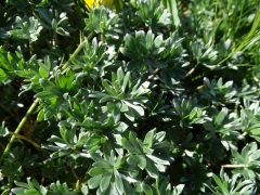 Geranium argenteum