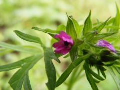 Geranium dissectum