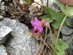 Geranium macrorrhizum