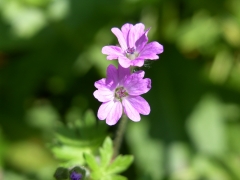 Geranium molle