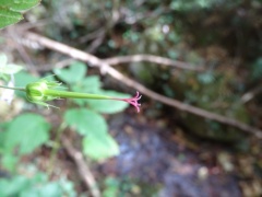 Geranium nodosum